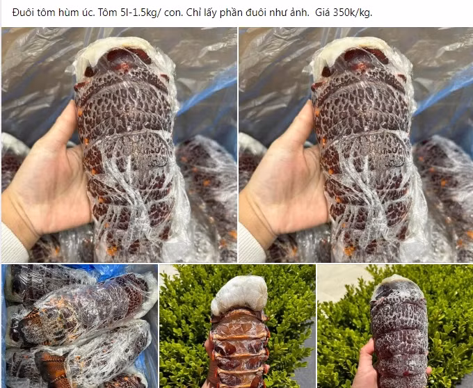 Su that dang sau duoi tom hum Uc gia re “do bo” cho mang