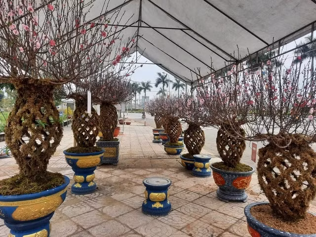 Ngam dao loc binh doc la “chay hang” dip Tet Giap Thin 2024