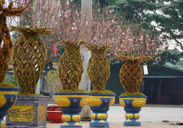 Ngam dao loc binh doc la “chay hang” dip Tet Giap Thin 2024-Hinh-2