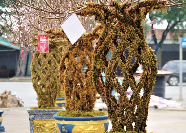 Ngam dao loc binh doc la “chay hang” dip Tet Giap Thin 2024-Hinh-3