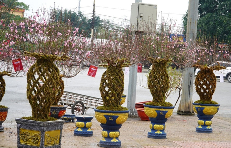 Ngam dao loc binh doc la “chay hang” dip Tet Giap Thin 2024-Hinh-10