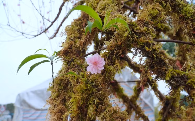 Ngam dao loc binh doc la “chay hang” dip Tet Giap Thin 2024-Hinh-5