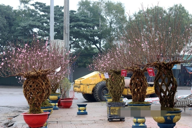 Ngam dao loc binh doc la “chay hang” dip Tet Giap Thin 2024-Hinh-7