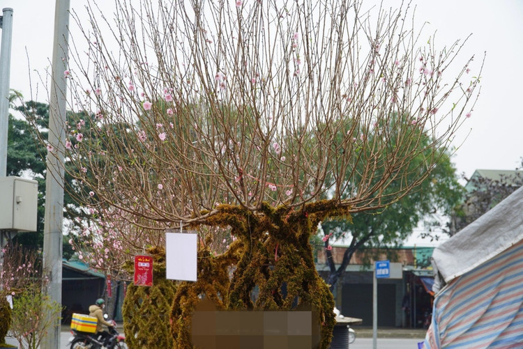 Ngam dao loc binh doc la “chay hang” dip Tet Giap Thin 2024-Hinh-11