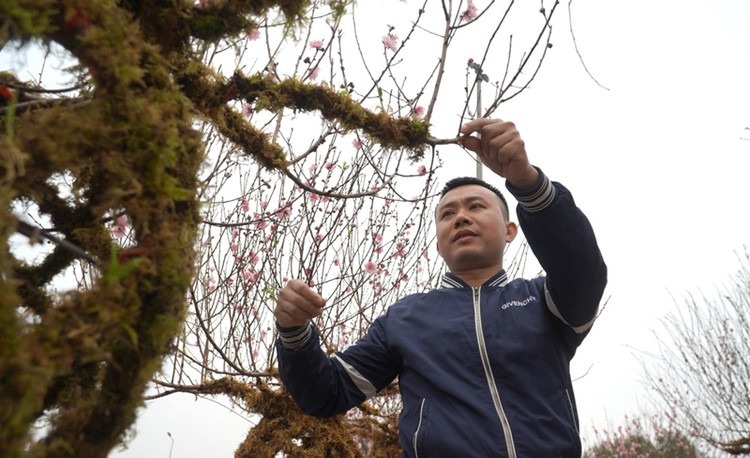 Ngam dao loc binh doc la “chay hang” dip Tet Giap Thin 2024-Hinh-4