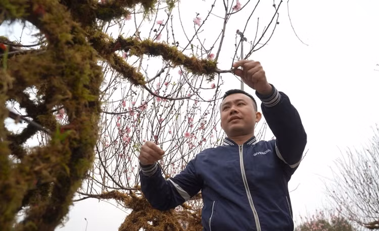 Ngam dao loc binh doc la “chay hang” dip Tet Giap Thin 2024-Hinh-4