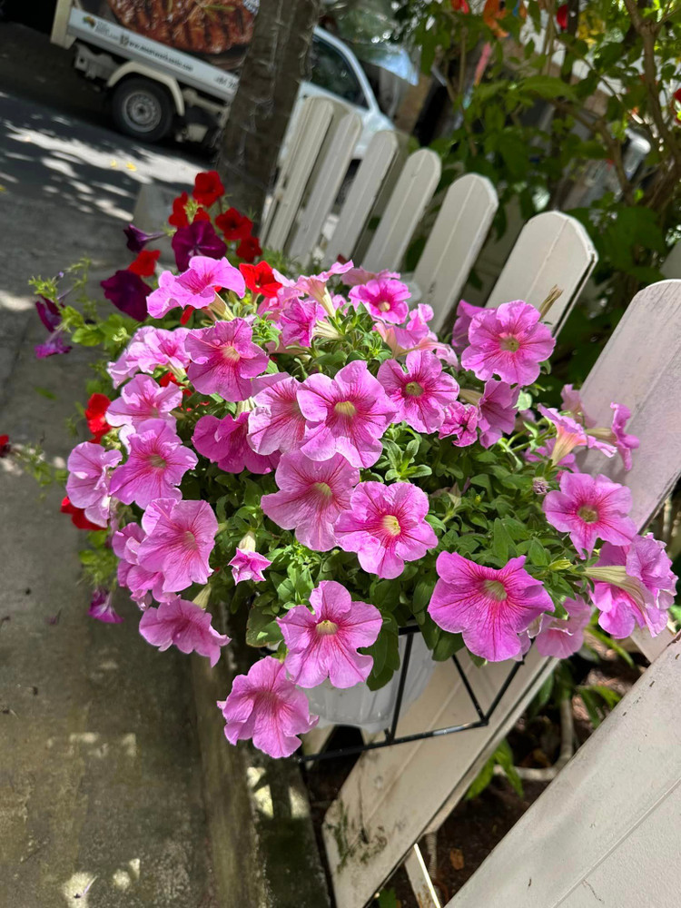 Ngam khu vuon loc la sum sue trong biet thu cua Vy Oanh-Hinh-7