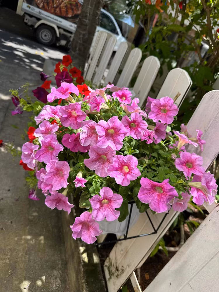 Ngam khu vuon loc la sum sue trong biet thu cua Vy Oanh-Hinh-7