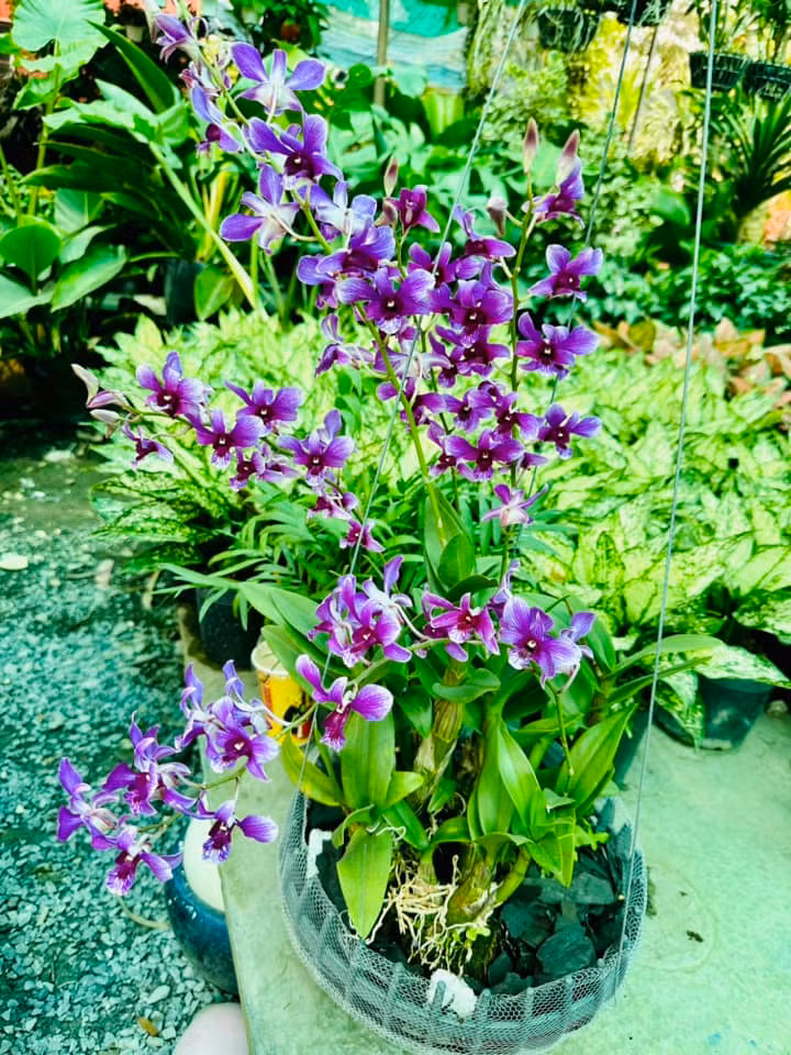 Ngam khu vuon loc la sum sue trong biet thu cua Vy Oanh-Hinh-12