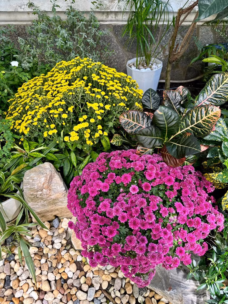 Ngam khu vuon loc la sum sue trong biet thu cua Vy Oanh-Hinh-9