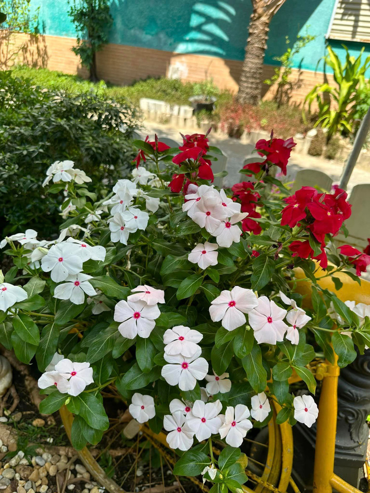 Ngam khu vuon loc la sum sue trong biet thu cua Vy Oanh-Hinh-8