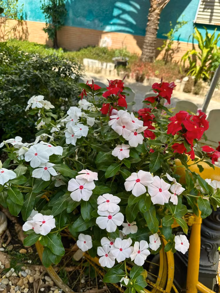 Ngam khu vuon loc la sum sue trong biet thu cua Vy Oanh-Hinh-8