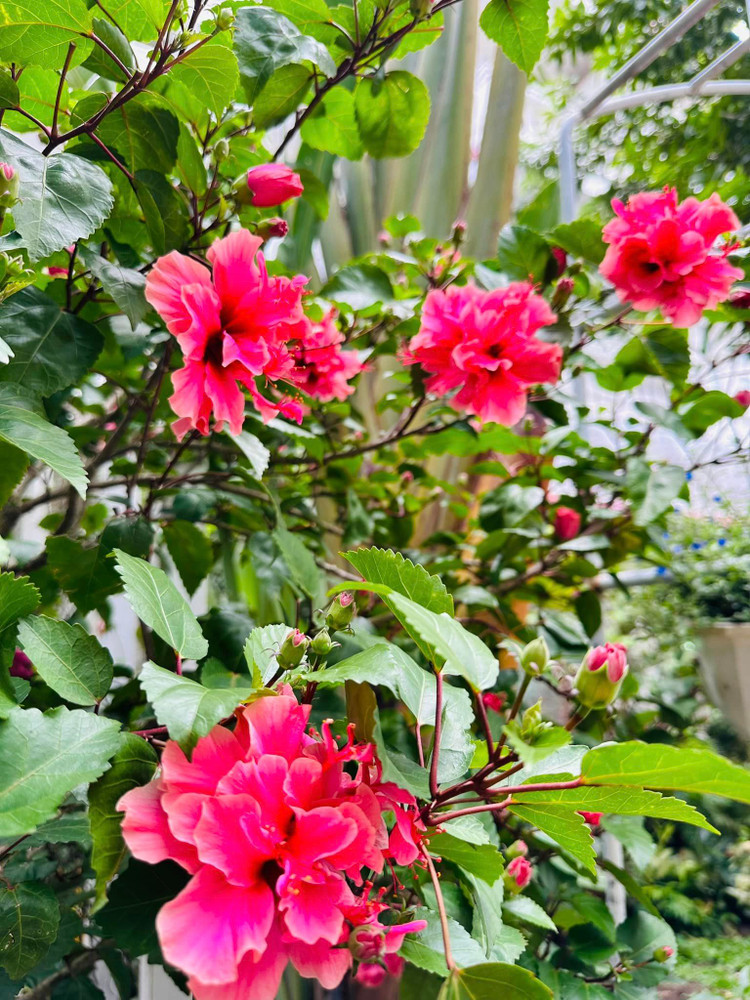 Ngam khu vuon loc la sum sue trong biet thu cua Vy Oanh-Hinh-2