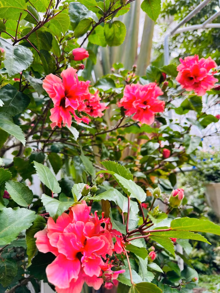 Ngam khu vuon loc la sum sue trong biet thu cua Vy Oanh-Hinh-2