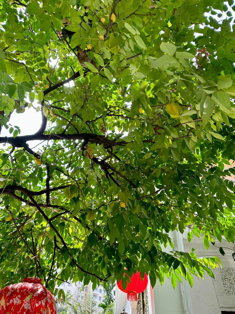 Ngam khu vuon loc la sum sue trong biet thu cua Vy Oanh-Hinh-5