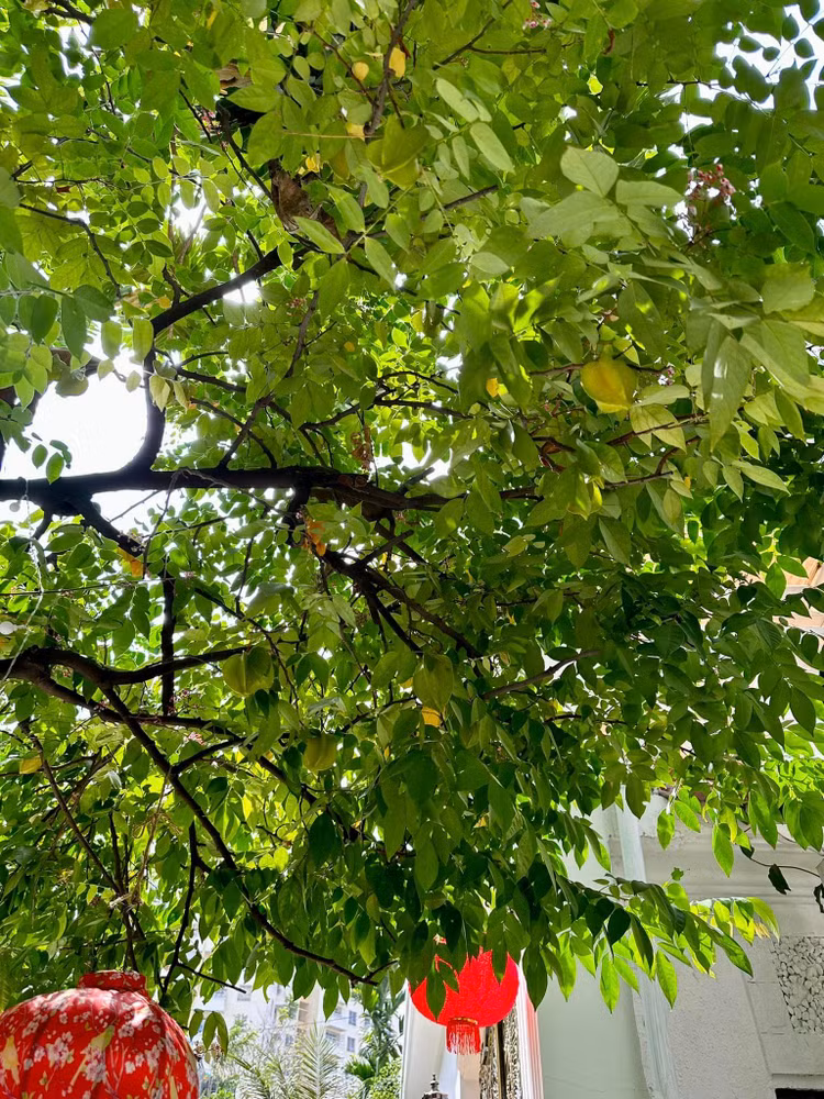 Ngam khu vuon loc la sum sue trong biet thu cua Vy Oanh-Hinh-5