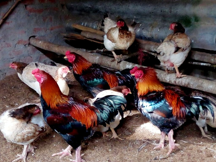 Bat mi loai ga dac san it nguoi biet nhung “chay” hang dip Tet-Hinh-6