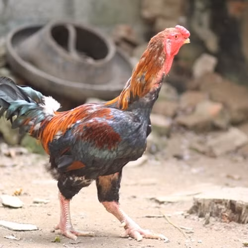 Bat mi loai ga dac san it nguoi biet nhung “chay” hang dip Tet-Hinh-7