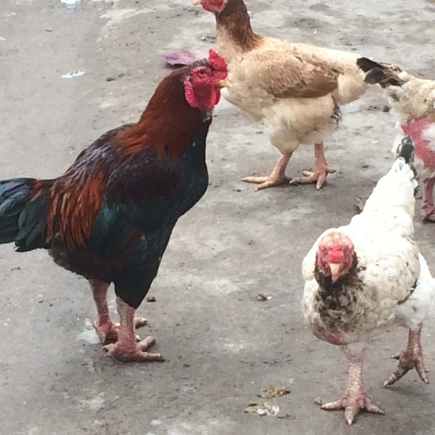 Bat mi loai ga dac san it nguoi biet nhung “chay” hang dip Tet-Hinh-4