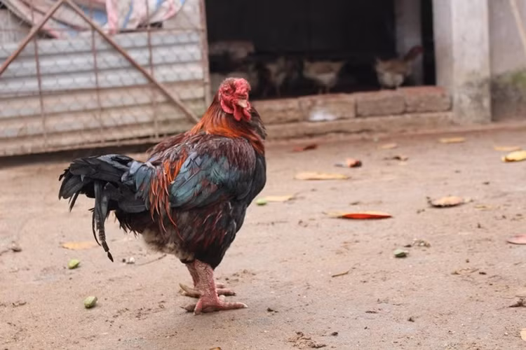 Bat mi loai ga dac san it nguoi biet nhung “chay” hang dip Tet-Hinh-3