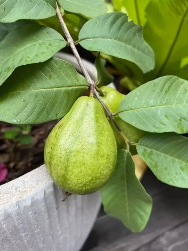 Moi mat ngam khu vuon “boi thu” trong biet thu cua Tang Thanh Ha-Hinh-6