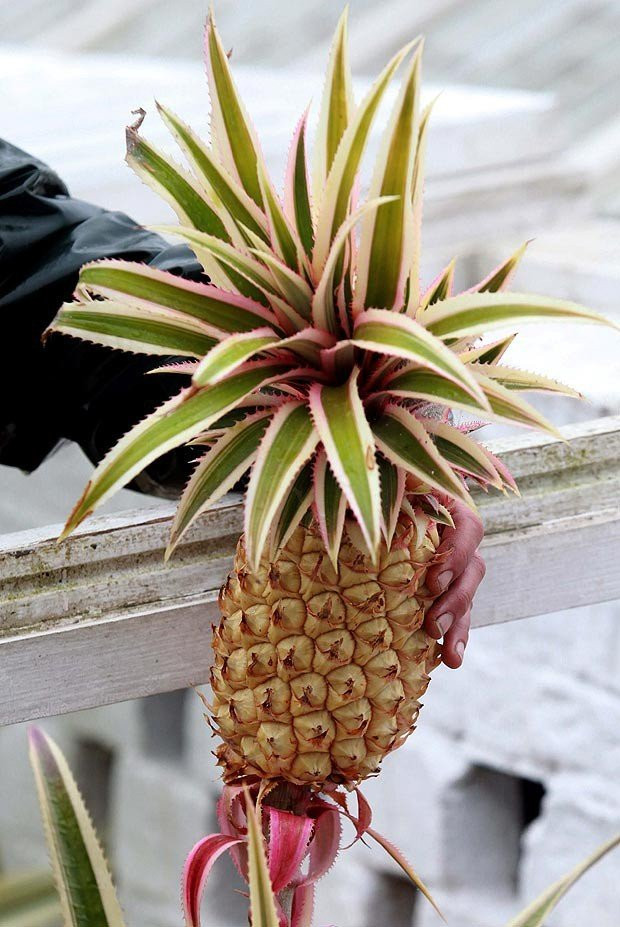 Dua 300 trieu/qua va loat trai cay dat nhat the gioi-Hinh-2