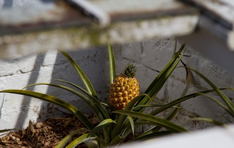 Dua 300 trieu/qua va loat trai cay dat nhat the gioi-Hinh-4