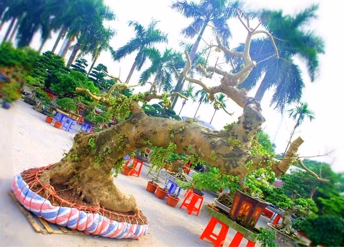 Chiem nguong loat sung bonsai doc la “dep say long”-Hinh-2