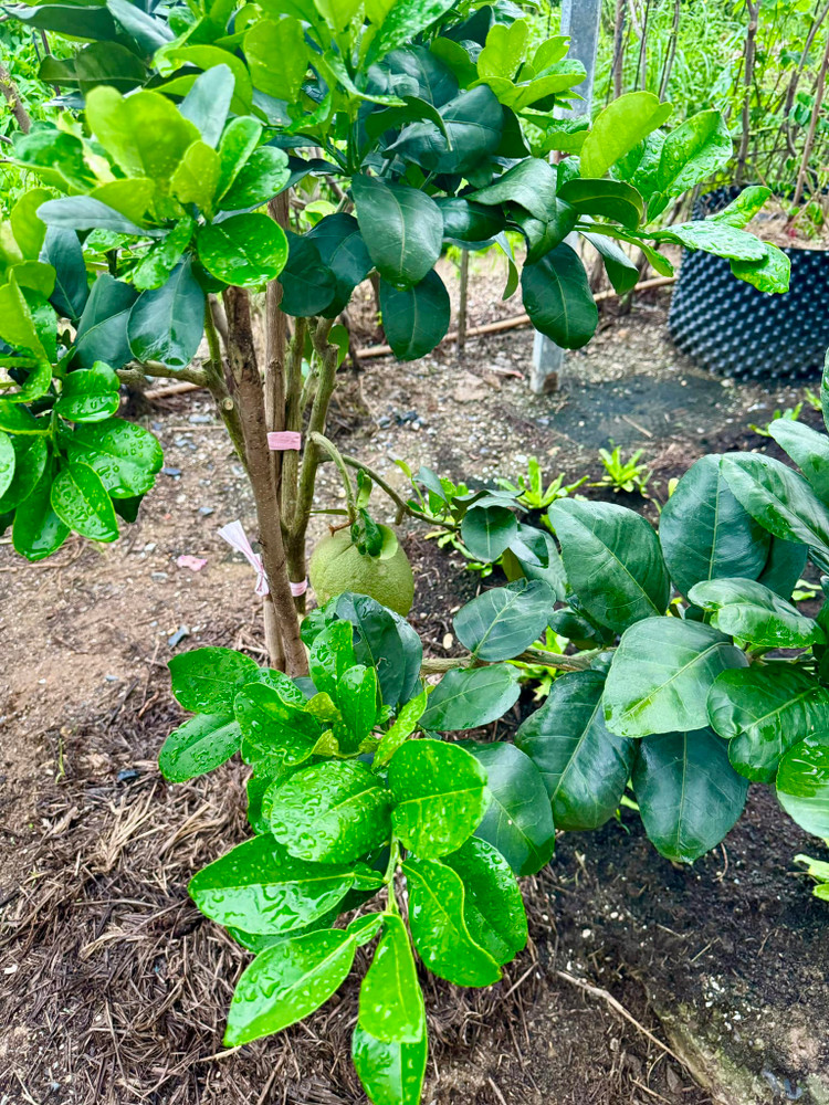 Da mat ngam vuon rau xanh muot trong biet thu cua Doan Di Bang-Hinh-9