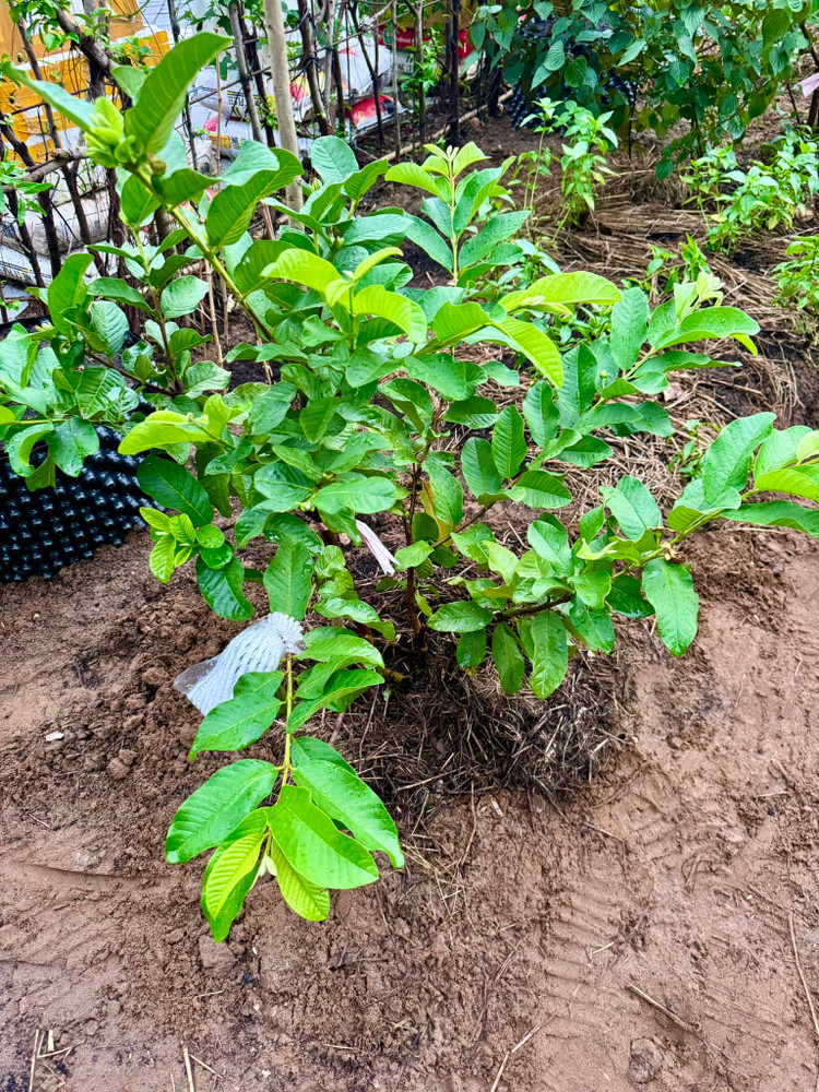 Da mat ngam vuon rau xanh muot trong biet thu cua Doan Di Bang-Hinh-8