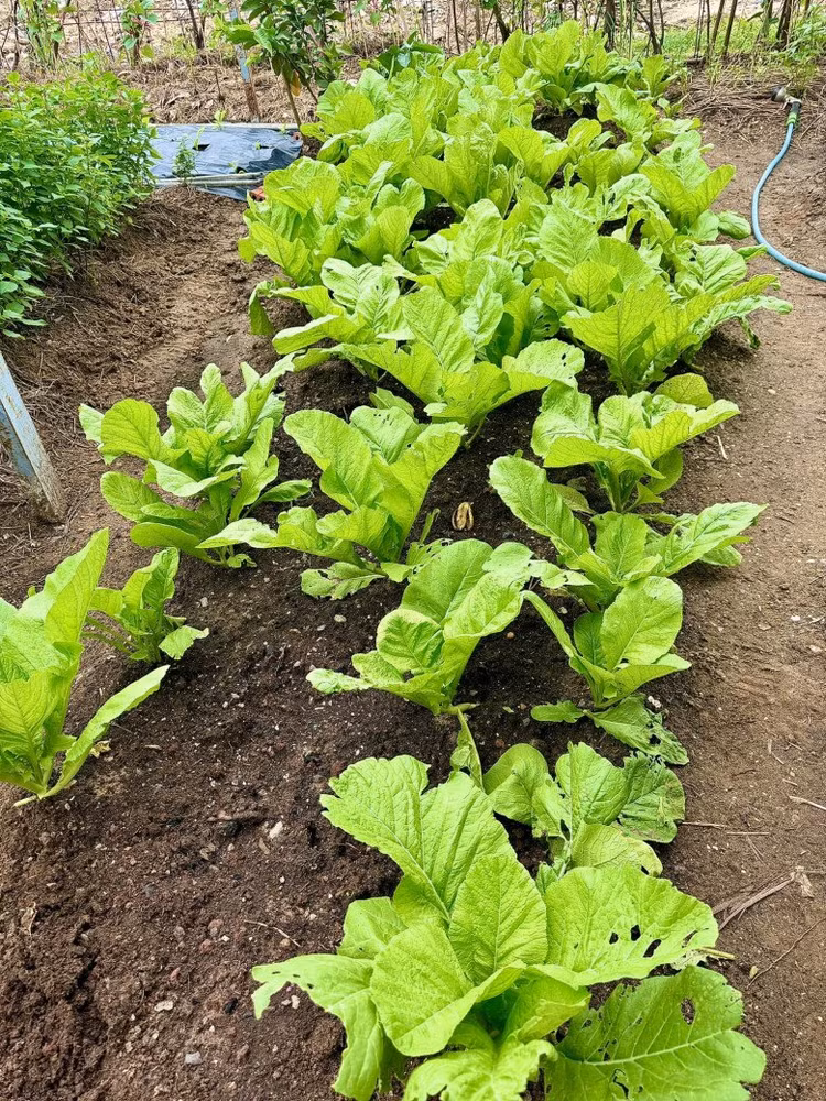 Da mat ngam vuon rau xanh muot trong biet thu cua Doan Di Bang-Hinh-4