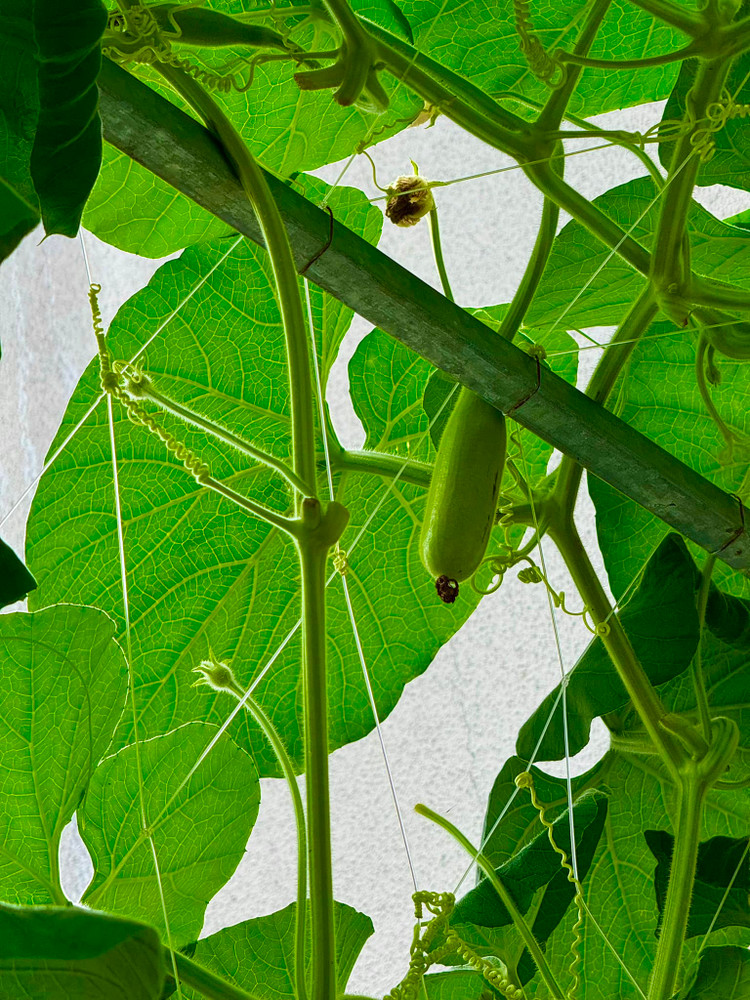 Da mat ngam vuon rau xanh muot trong biet thu cua Doan Di Bang-Hinh-10