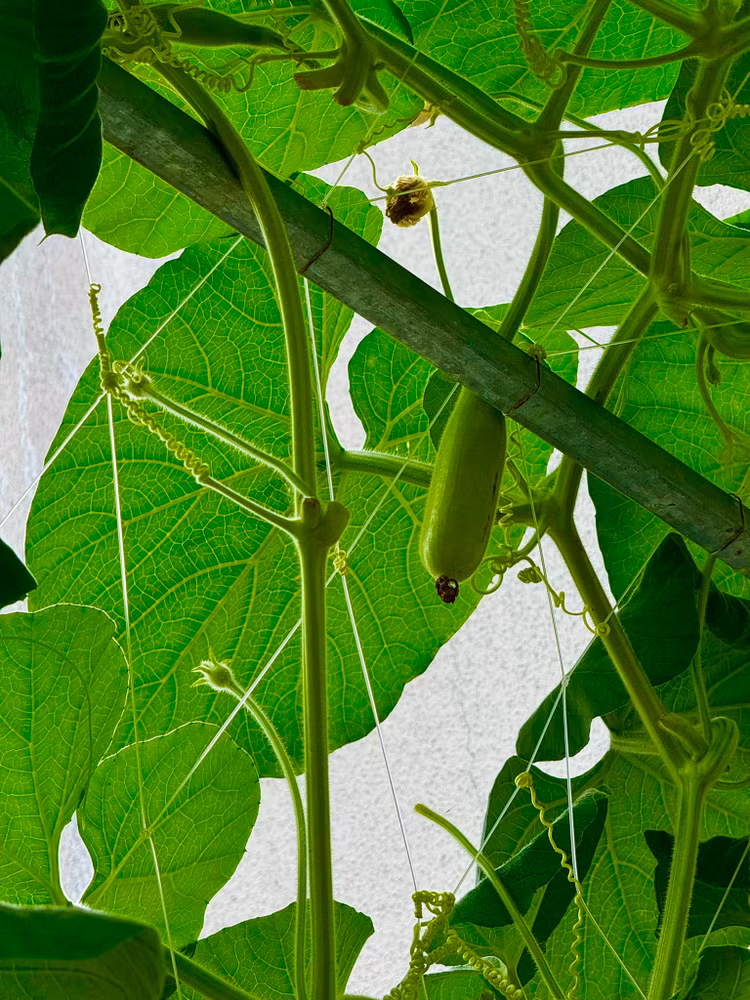 Da mat ngam vuon rau xanh muot trong biet thu cua Doan Di Bang-Hinh-10