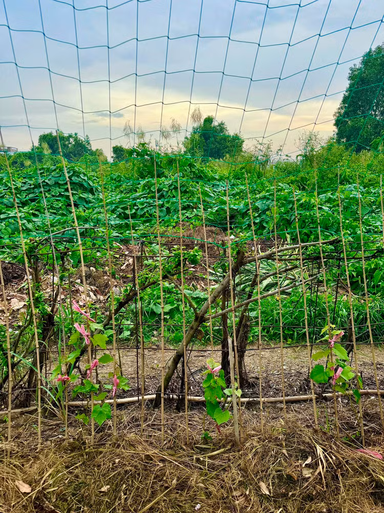 Da mat ngam vuon rau xanh muot trong biet thu cua Doan Di Bang-Hinh-6