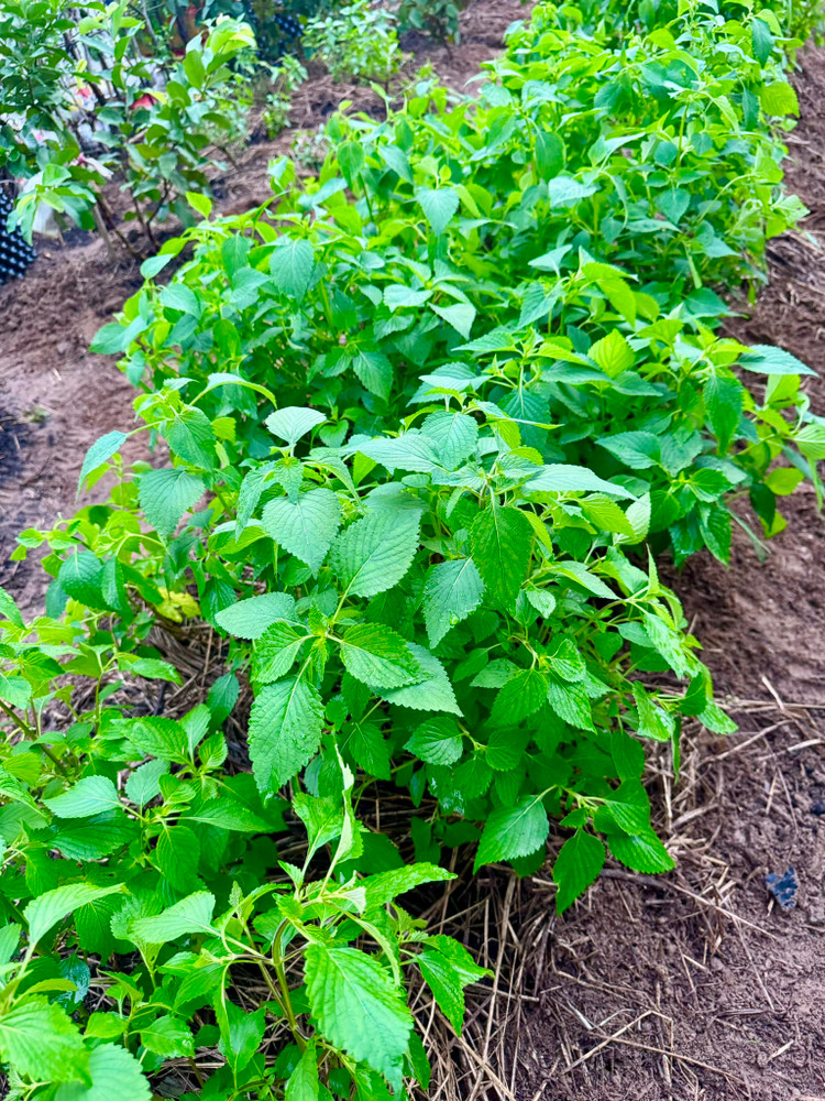 Da mat ngam vuon rau xanh muot trong biet thu cua Doan Di Bang-Hinh-5