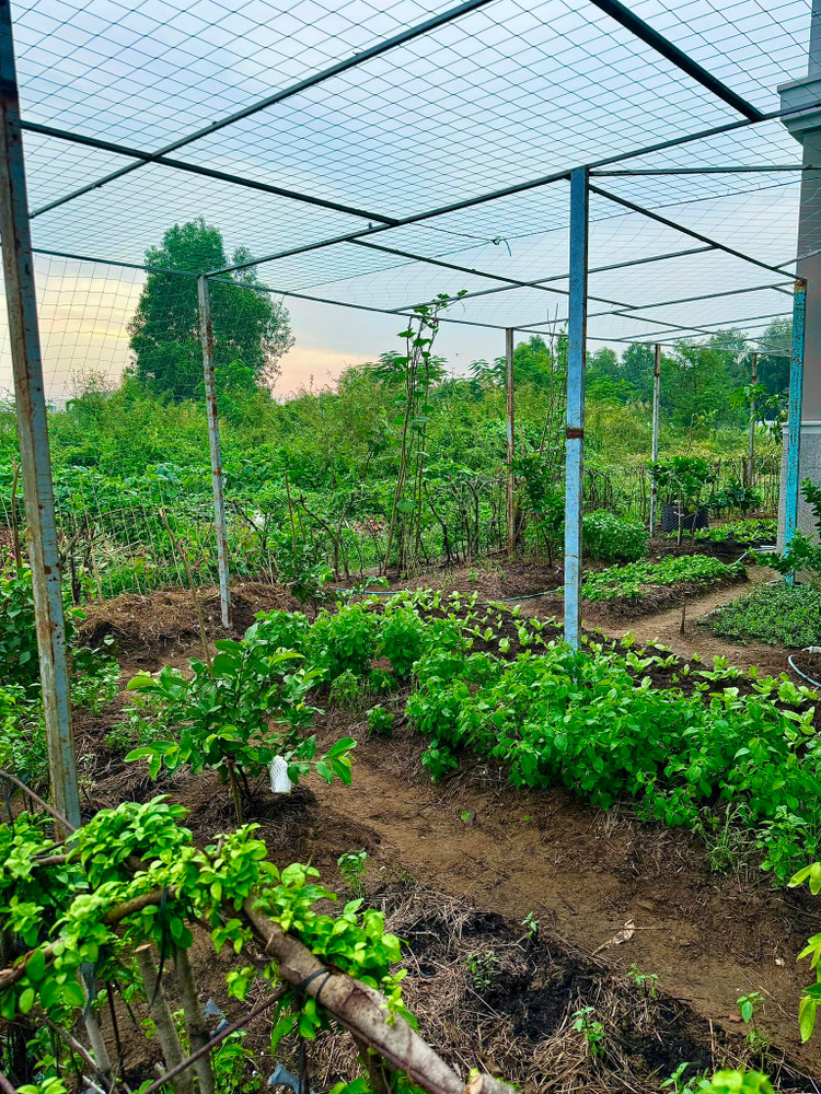 Da mat ngam vuon rau xanh muot trong biet thu cua Doan Di Bang