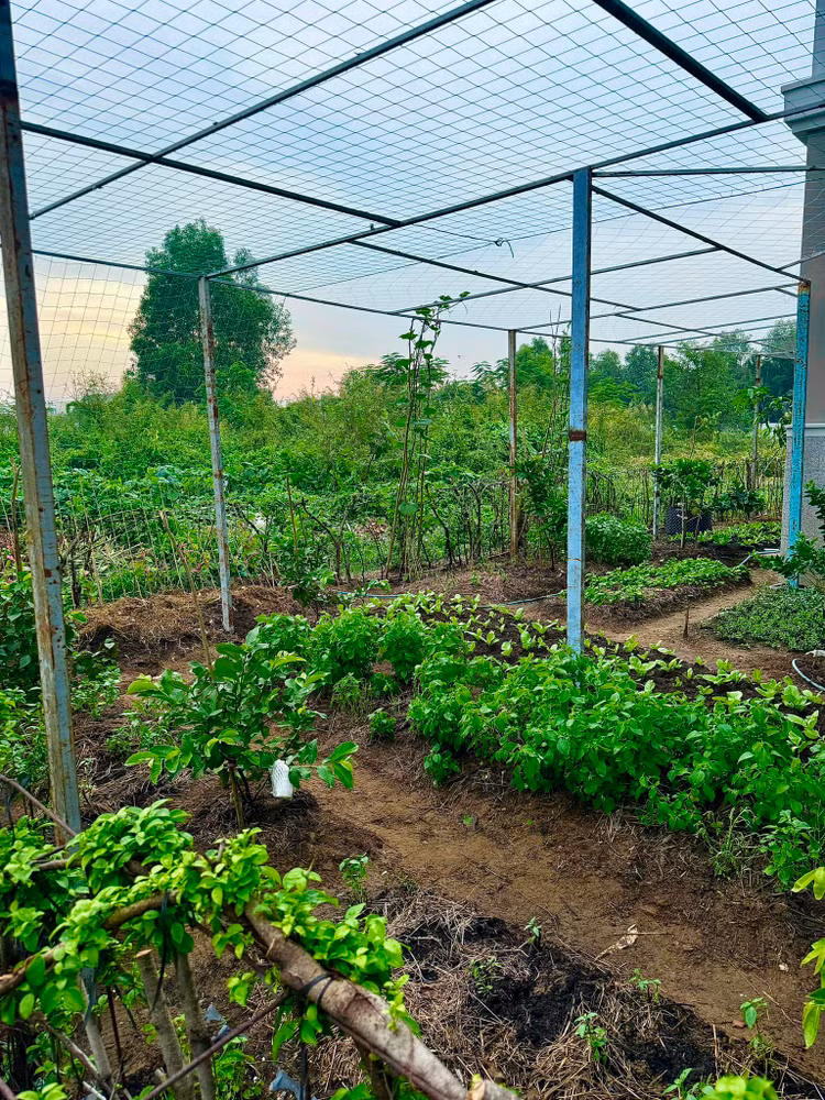 Da mat ngam vuon rau xanh muot trong biet thu cua Doan Di Bang