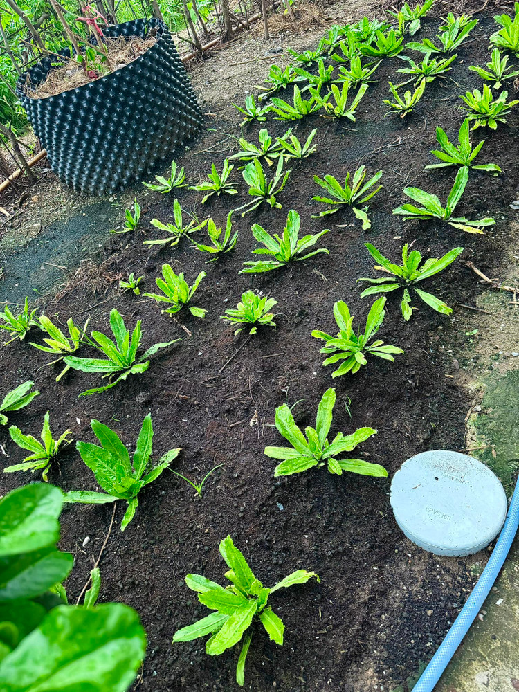 Da mat ngam vuon rau xanh muot trong biet thu cua Doan Di Bang-Hinh-7