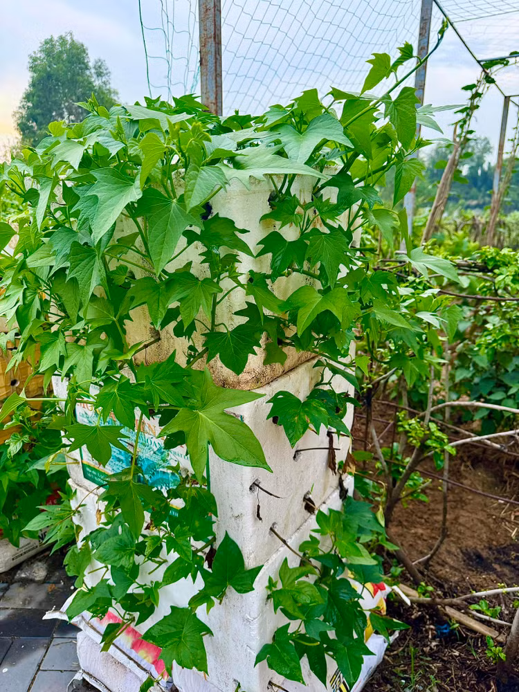 Da mat ngam vuon rau xanh muot trong biet thu cua Doan Di Bang-Hinh-2