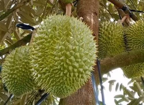 Qua sau rieng 1,4 ty khien nu dai gia quyet mua bang duoc-Hinh-5