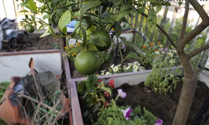 Can canh vuon rau 300m2 tren noc biet thu giua Ha Noi-Hinh-14