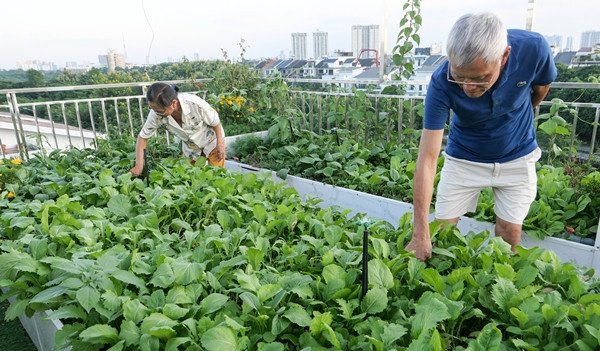 Can canh vuon rau 300m2 tren noc biet thu giua Ha Noi-Hinh-7