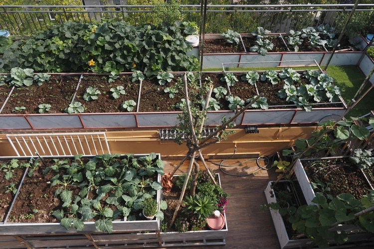 Can canh vuon rau 300m2 tren noc biet thu giua Ha Noi-Hinh-6