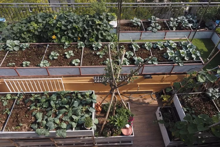 Can canh vuon rau 300m2 tren noc biet thu giua Ha Noi-Hinh-6