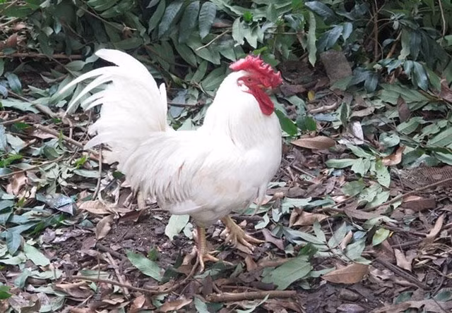 Giong ga “huyen thoai” 50 trieu mot con, dai gia van xuong tien-Hinh-3