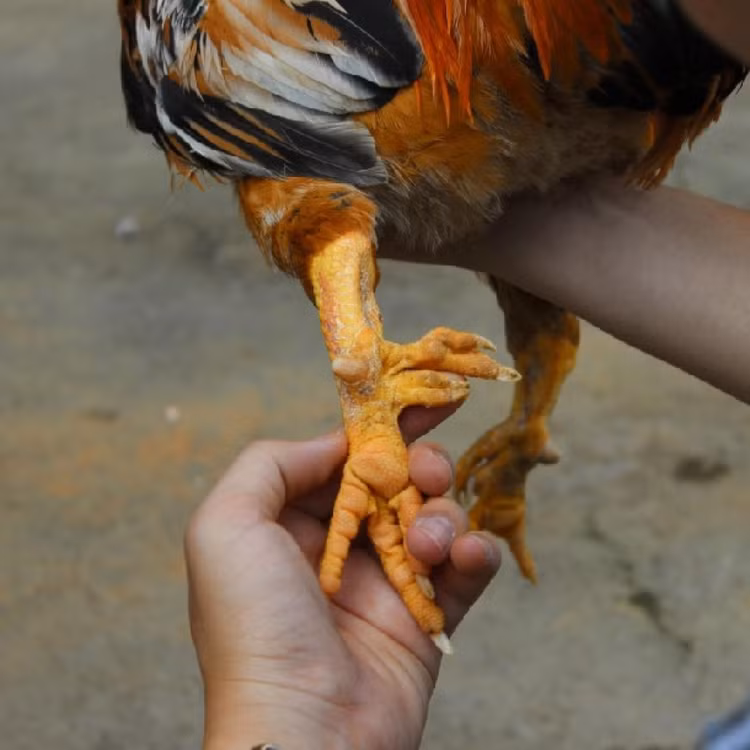 Giong ga “huyen thoai” 50 trieu mot con, dai gia van xuong tien-Hinh-7