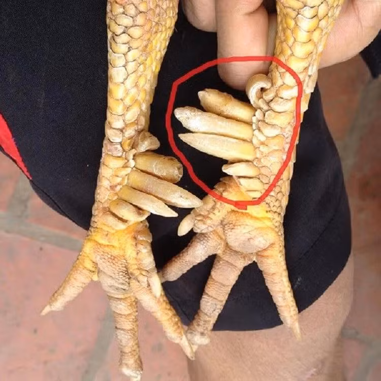 Giong ga “huyen thoai” 50 trieu mot con, dai gia van xuong tien-Hinh-6