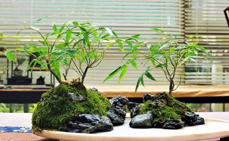 Chiem nguong loat bonsai rau gia vi dep den say long-Hinh-8