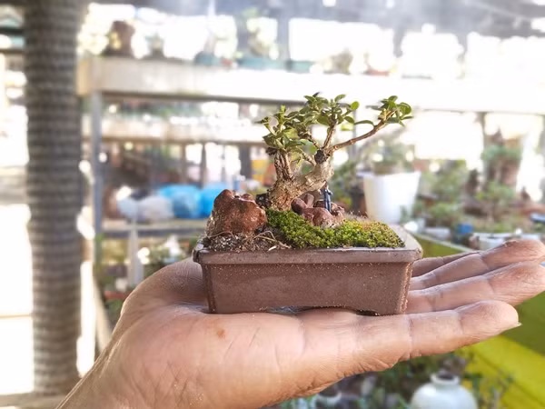 Bo suu tap bonsai mini ky luc the gioi cua lao nong Nha Trang-Hinh-2