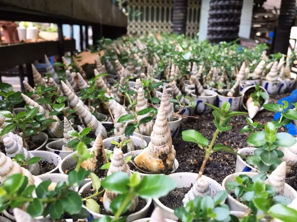 Bo suu tap bonsai mini ky luc the gioi cua lao nong Nha Trang-Hinh-4